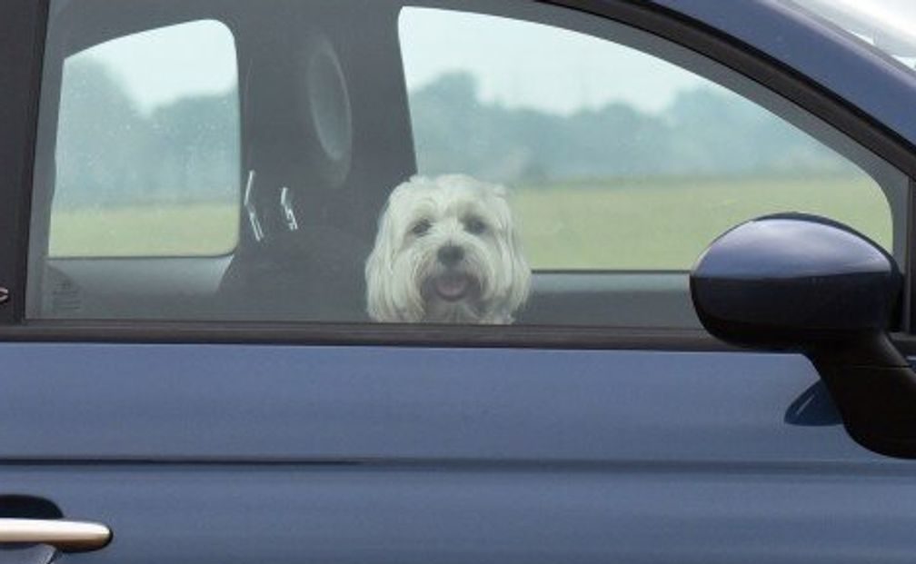 Torino – Abbandona il cane in auto sotto il sole: un passante dà l’allarme, denunciata