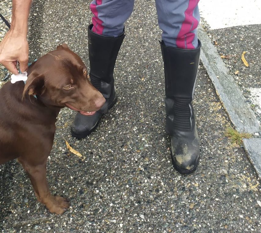 Torino – Maghrebini rubano il cane in strada al proprietario e chiedono il riscatto – Arrestati