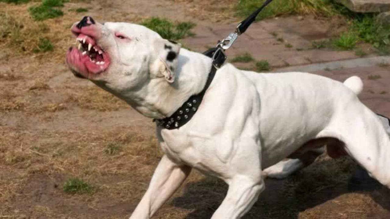 Il cane attacca il marito – La moglie accoltella l’animale e lo uccide