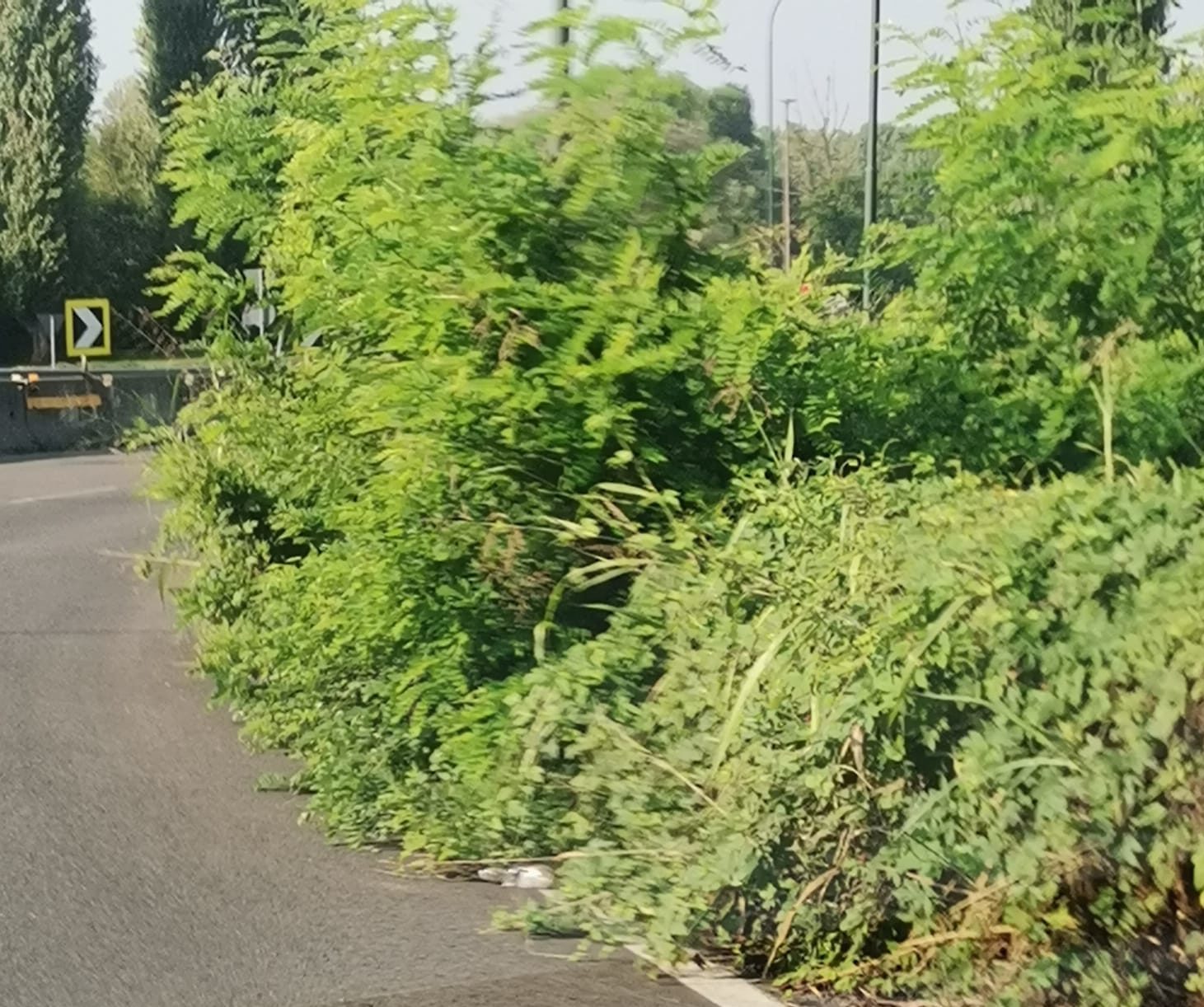 Lungo Stura Lazio, la strada è una giungla “Serio pericolo per le auto, a quando il taglio dell’erba?”