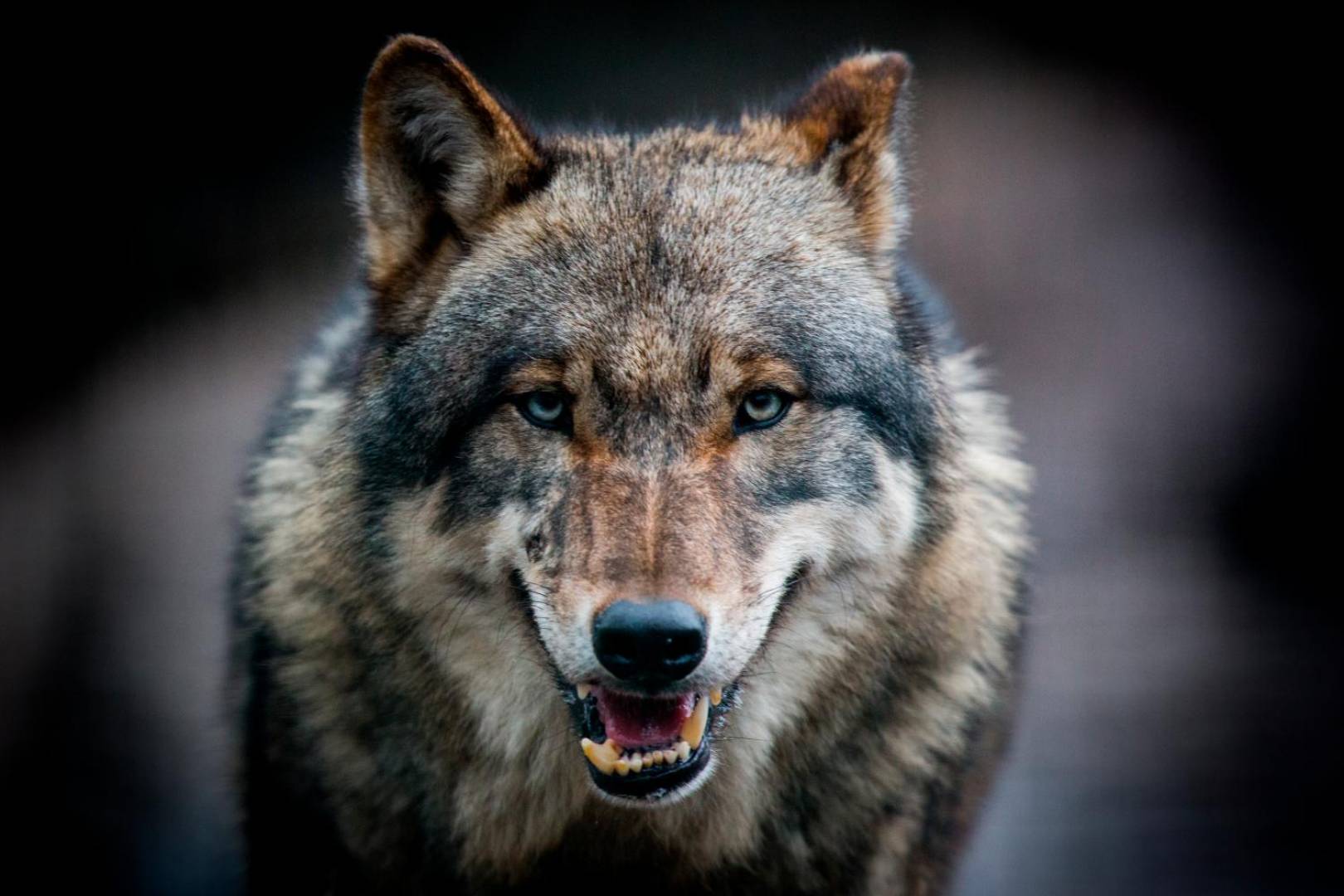 Piemonte – La Lega propone di uccidere i lupi “Nuovo attacco dei predatori, emergenza fuori controllo”