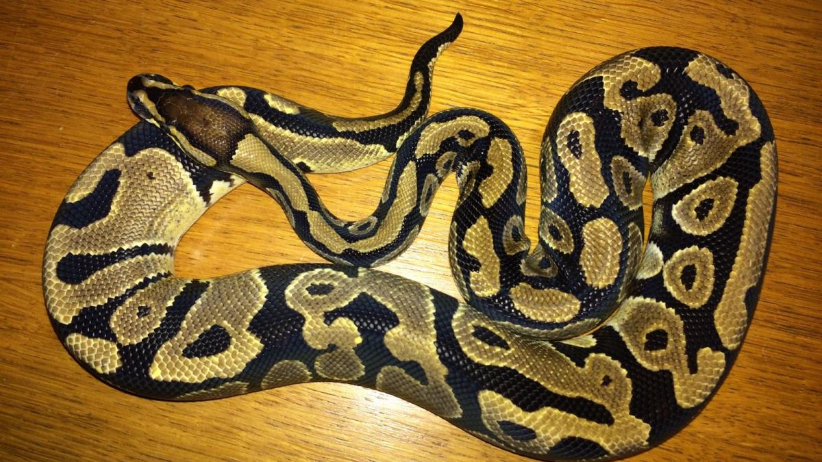 Piemonte – Impiegato va in bagno e trova un pitone reale nel water