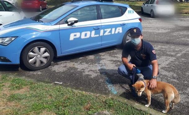 Cane fugge di casa e crea disagi al traffico – Salvato dalla Polizia