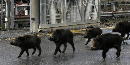 Torino: cinghiali a spasso per Barriera di Milano – Scortati dalla Polizia Municipale