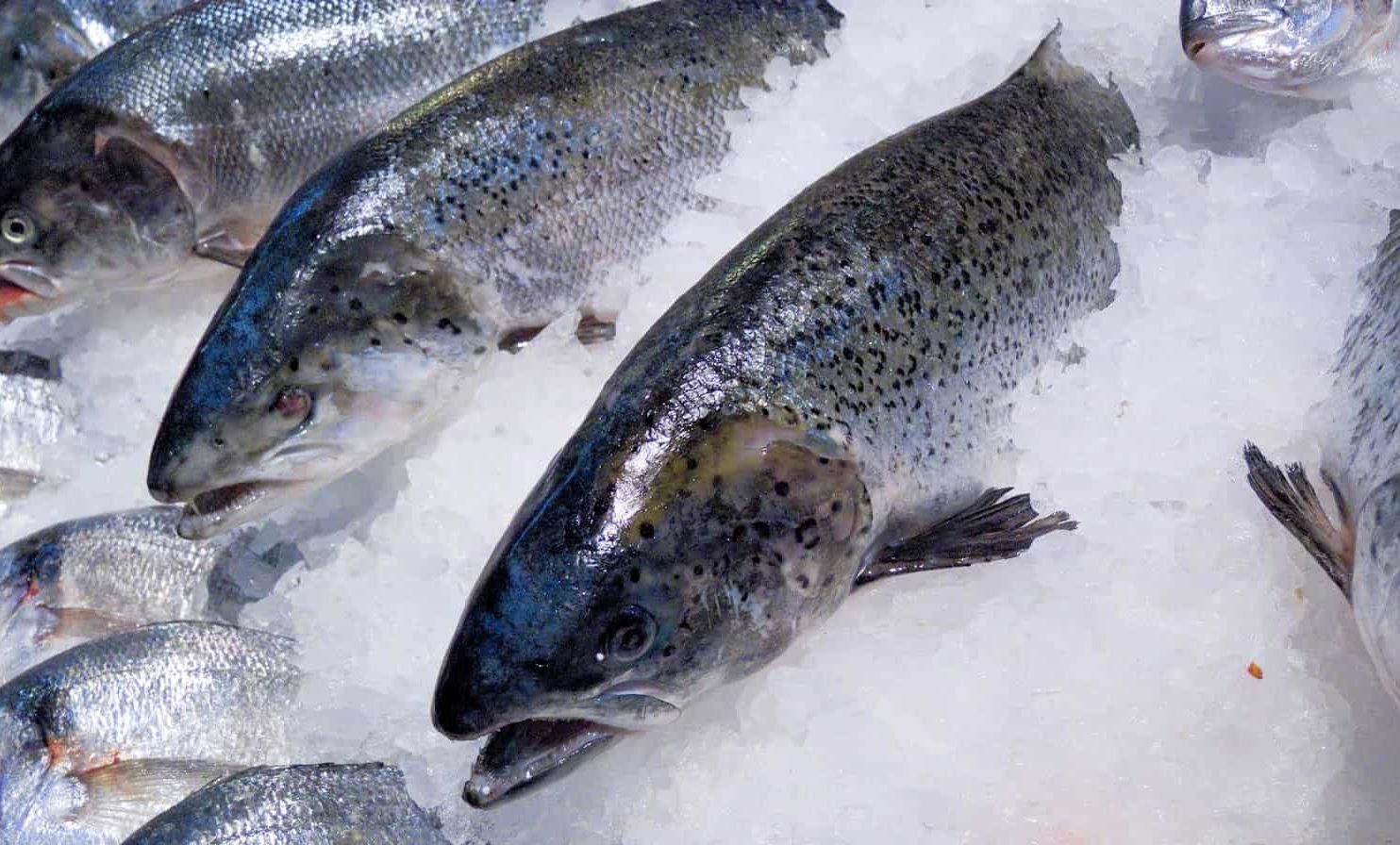 Pesce tagliato in bagno con una sega  e altri orrori – Maxi sequestro di cibo vicino a Porta Palazzo