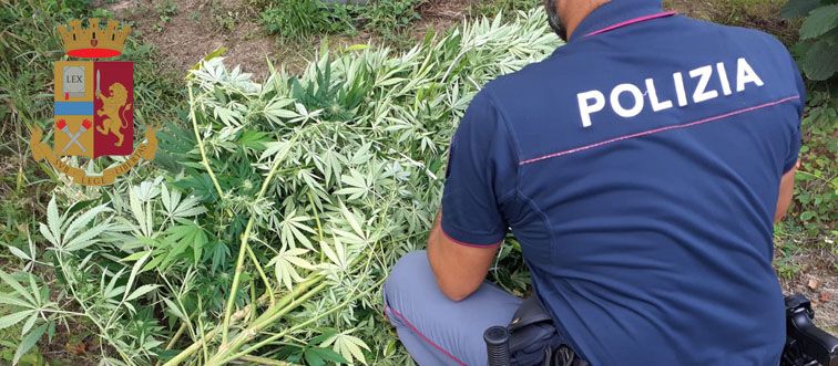 Fingevano di coltivare canapa tessile, ma era droga per la movida di San Salvario – Sette arresti
