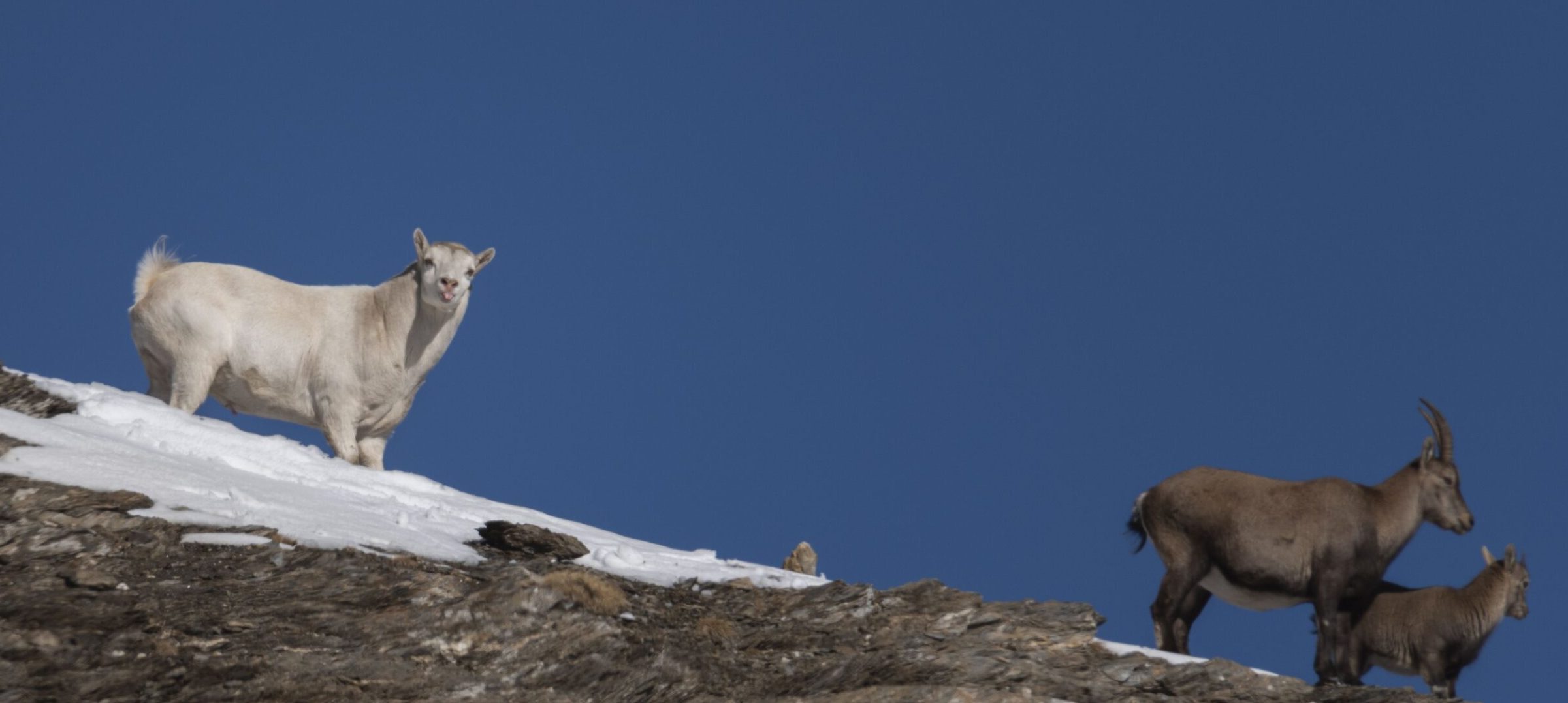 Un rarissimo stambecco ‘bianco’ compare sulle montagne della Val di Susa – “Un esemplare maestoso”