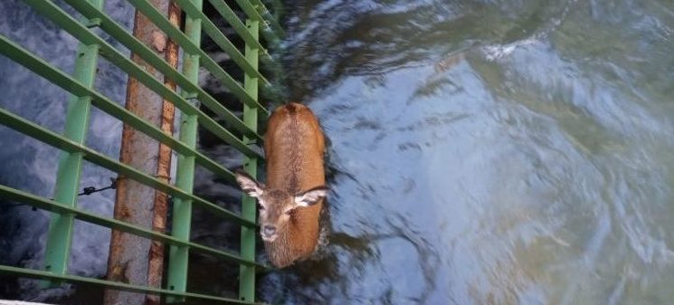 Piemonte – Giovane cervo cade in un canale, salvato dai Vigili del Fuoco