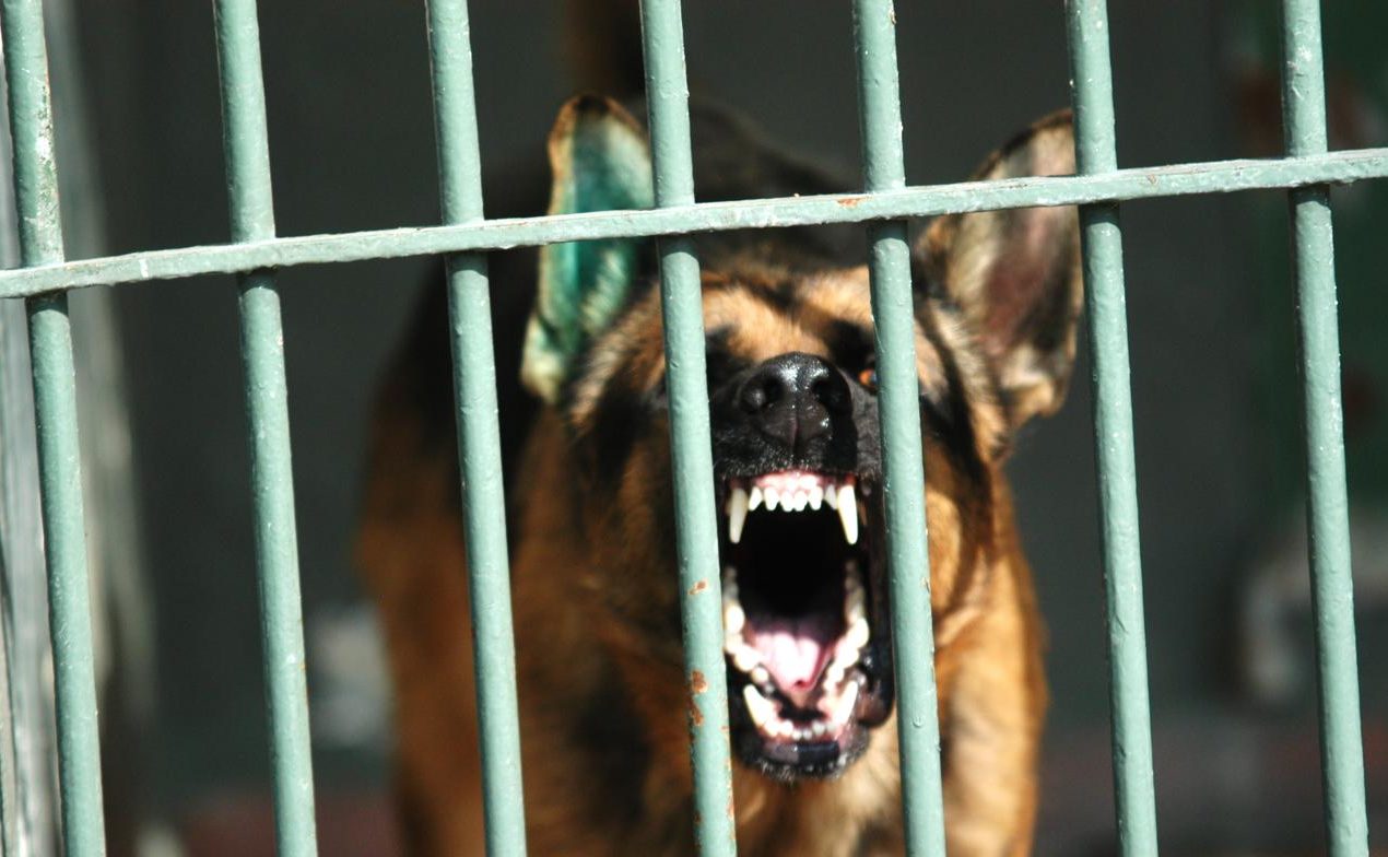 Torino – Anziana sbranata in casa dai cani: indagata per omicidio colposo la figlia