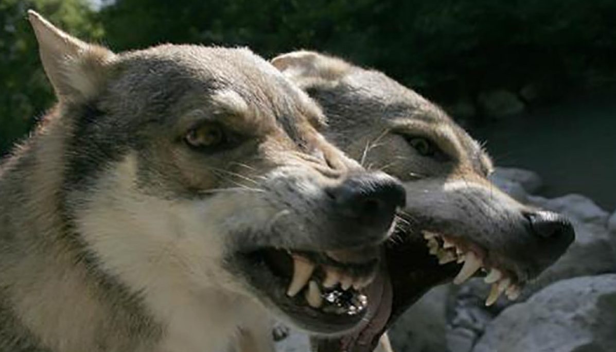 Torino – Nuovo attacco di lupi in pianura nel Torinese: è allarme. Cosa è successo