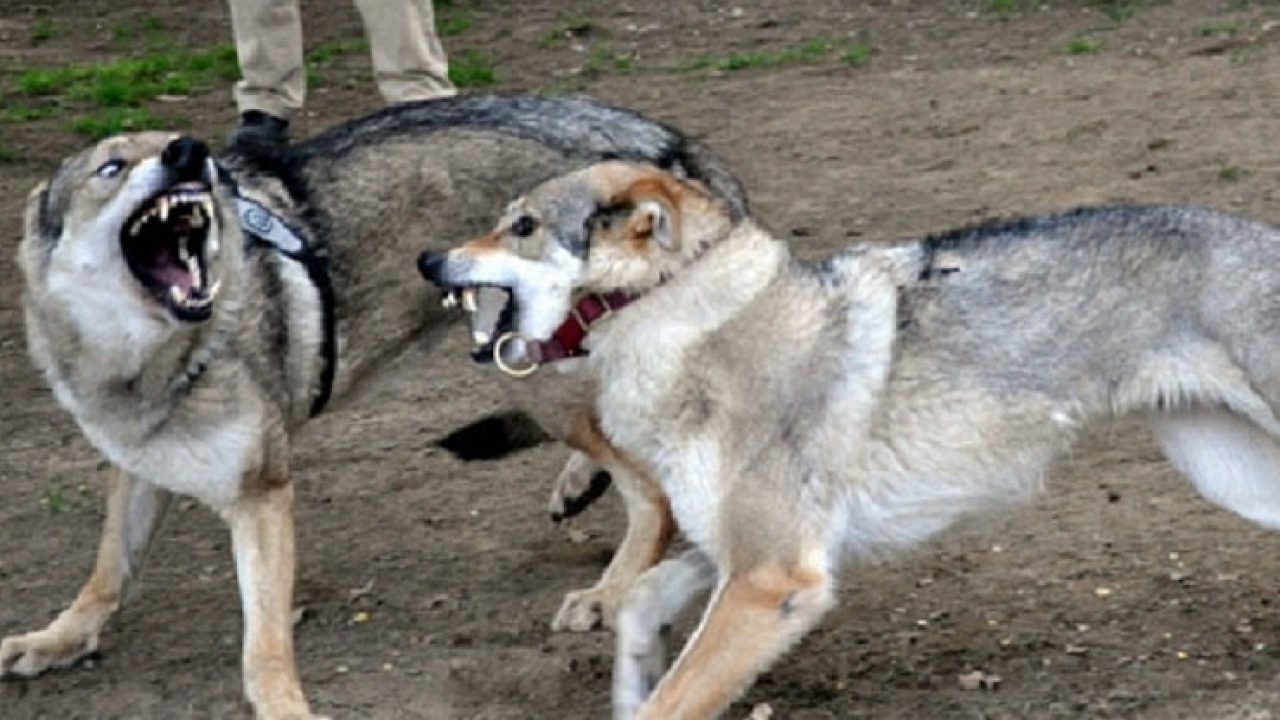 Anziana sbranata da 5 cani – La figlia chiede ai magistrati “Vorrei riaverli con me”