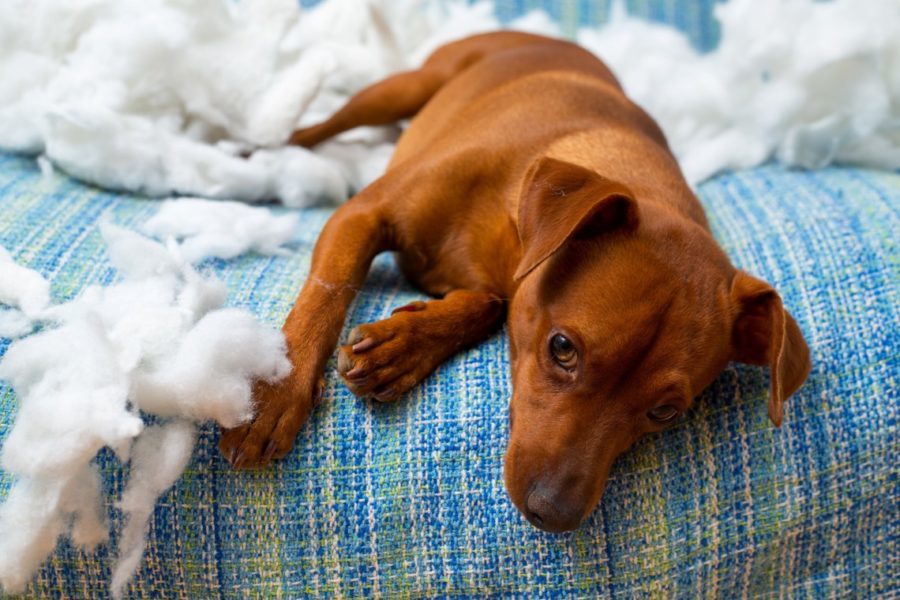 Salviamo cani e gatti – A Torino botti e petardi vietati