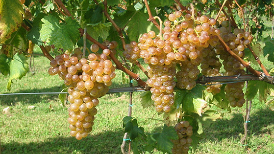 Piemonte – Deposito rifiuti nucleari anche nelle Terre dell’Erbaluce – “Bloccare subito il progetto, difendiamo un patrimonio”