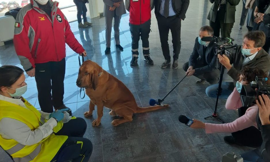 Piemonte – Arrivano anche i cani anti-Covid “Progetto unico in Italia”: di cosa si tratta