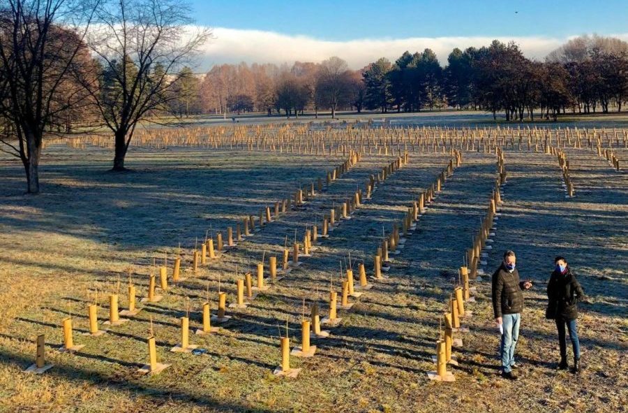 30mila nuovi alberi a Torino – Al via la forestazione urbana dal parco Pellerina, l’importante progetto ambientale