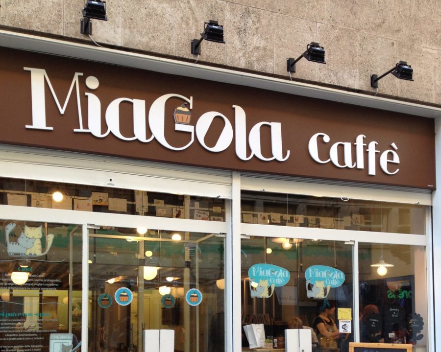 Crisi a Torino – Chiude anche il Miagola Caffè: è stato il primo ‘bar dei gatti’ in Italia