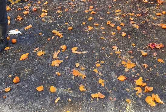 Organizzano la battaglia delle arance “fai da te”: scontro in un condominio, tutti multati