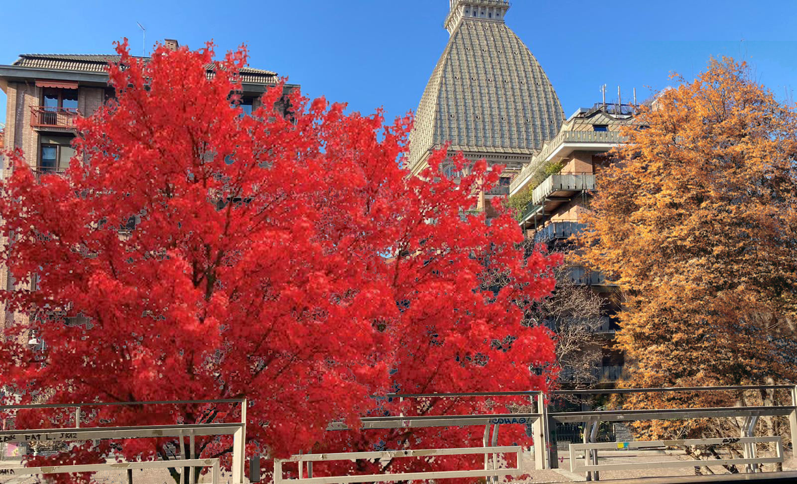 Torino  – Un bellissimo bosco davanti a Palazzo Nuovo, così rinasce l’area dell’Università