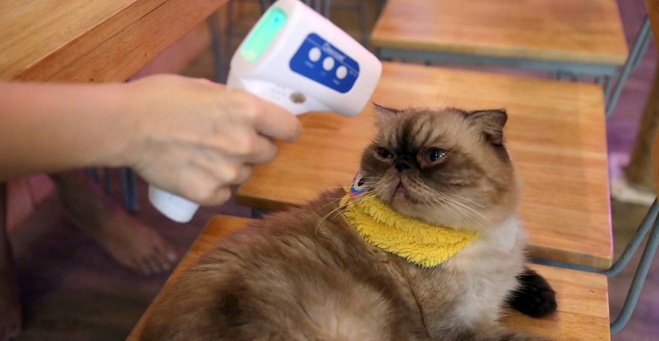 Covid  – Variante inglese su un gatto, in Piemonte il primo caso in Italia