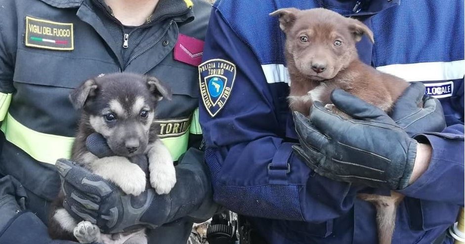 Torino – Cuccioli incastrati in strettissimo canale di scolo: salvati da Municipale e Vigili del Fuoco: l’intervento