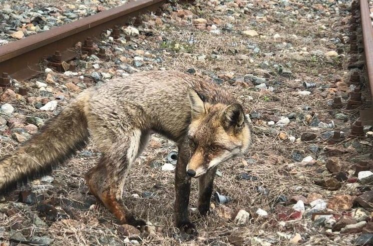 Volpe malata vagava sui binari della linea Torino – Chivasso: salvata dai sanitari