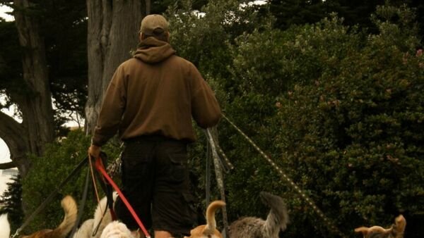 Dog pusher a Torino – Maghrebino finge di portare a spasso il cane, intanto spaccia: arrestato