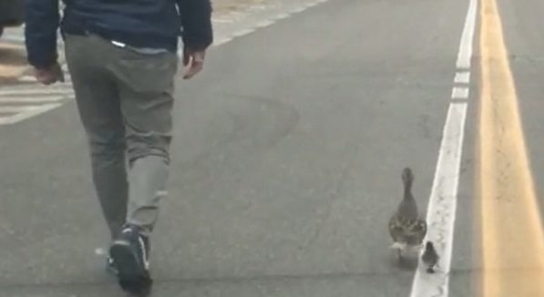 Curiosa passeggiata a Torino – I vigili scortano Mamma anatra (smarrita) e il suo anatroccolo fino al fiume Po