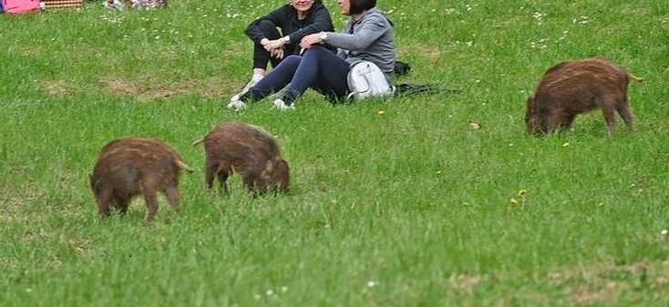 Torino – Recuperati i cuccioli di cinghiale rimasti orfani, ‘mascottes’ del Parco San Vito: affidati a un centro specializzato
