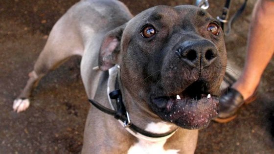 Torino – Pitbull a spasso pericolosamente in strada. Il padrone 70enne gira con droga e si scaglia contro i i vigili