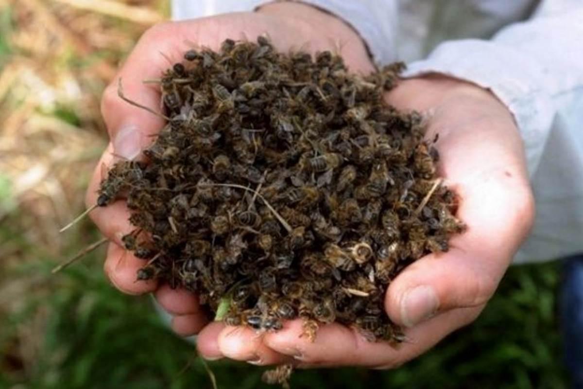 Raid vandalico ‘devastante’ nel Torinese: uccise milioni di api. “Gesto gravissimo”