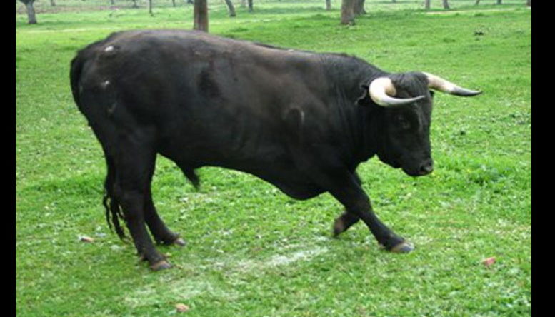 Paura fra Torino e Grugliasco – Tori da 12 quintali in fuga in strada