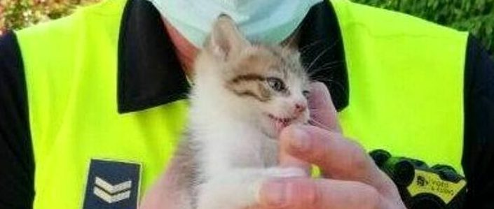 Torino – Gattino viaggia per 450km incastrato nel vano motore: è vivo per miracolo, salvato dai vigili