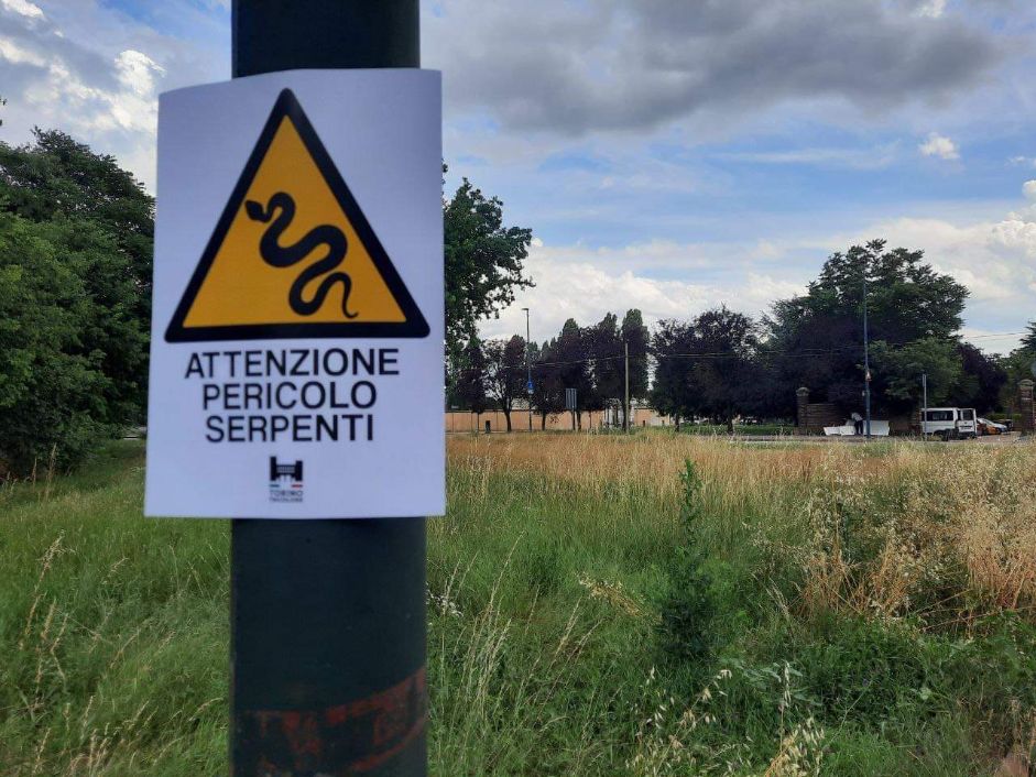 In un parco di Torino pericolo serpenti – La segnalazione