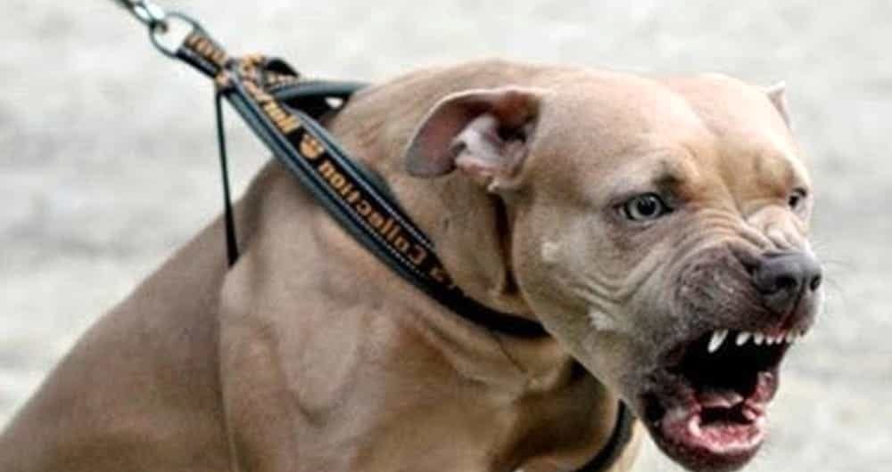 Torino – Le chiedono i documenti, lei prende a ginocchiate i poliziotti, poi aizza contro il cane: arrestata