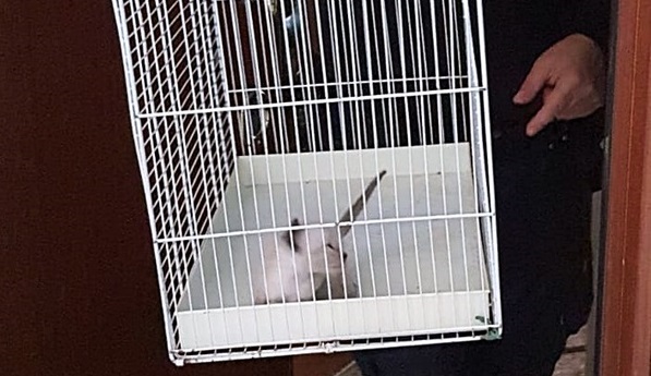 Torino – Sorelle tenevano rinchiusi 42 gatti in casa, in pessime condizioni igieniche: denunciate