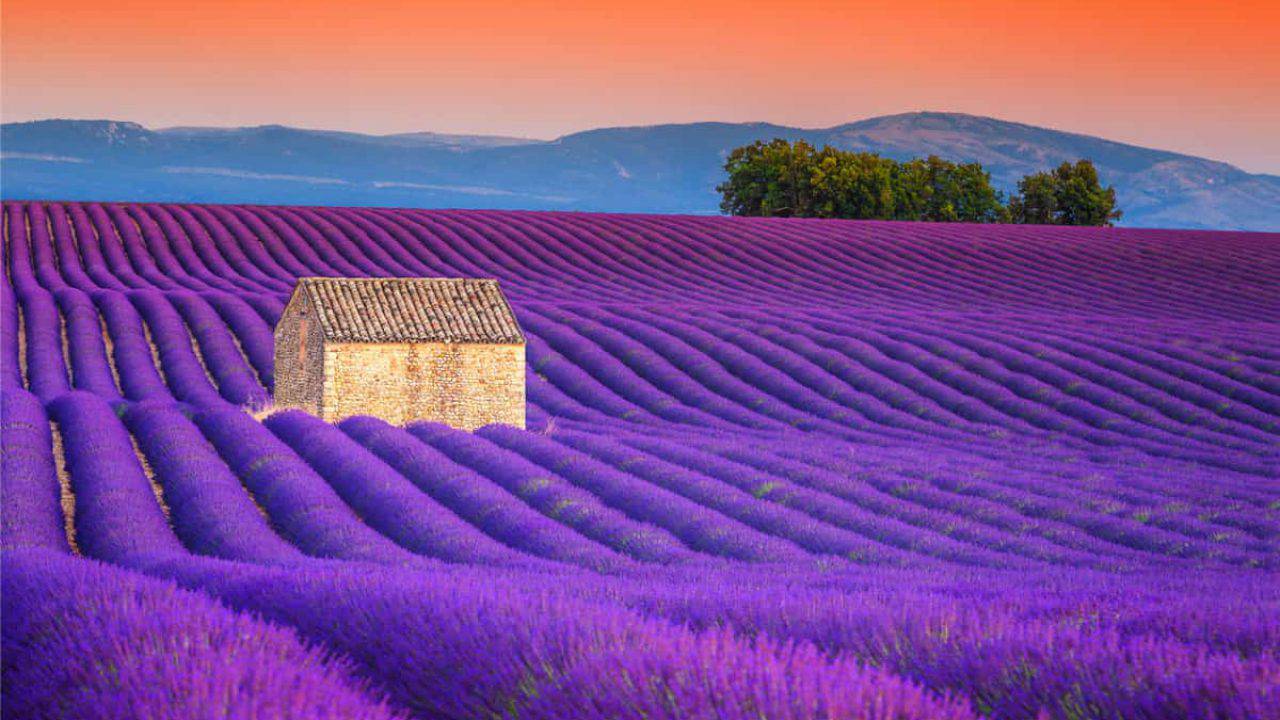 Piemonte – Lo spettacolo della Lavanda in fiore: ecco i 10 migliori itinerari in regione