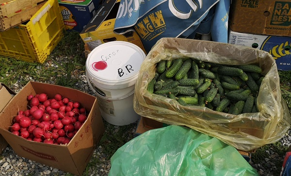 Torino – Abusivi vendono verdure in strada, coda di clienti: sequestrati oltre 50 kg di merce