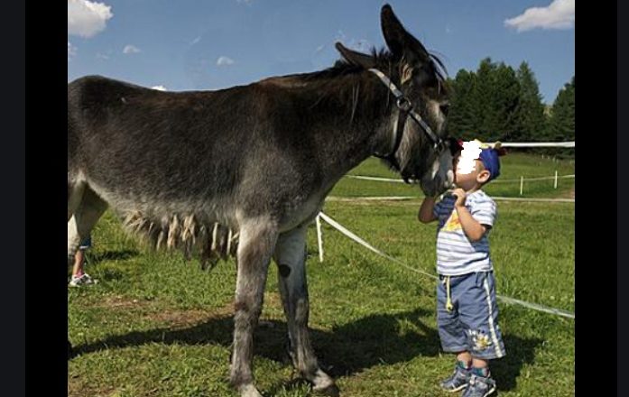 Paura nel Torinese – Bimbo trascinato per metri da asino imbizzarrito: ricoverato con fratture alla testa