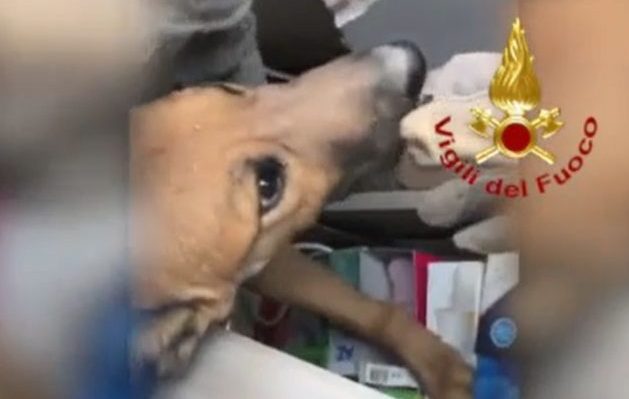 Torino – Crollo palazzina: salvato il cagnolino disperso, dopo 36 ore sotto le macerie