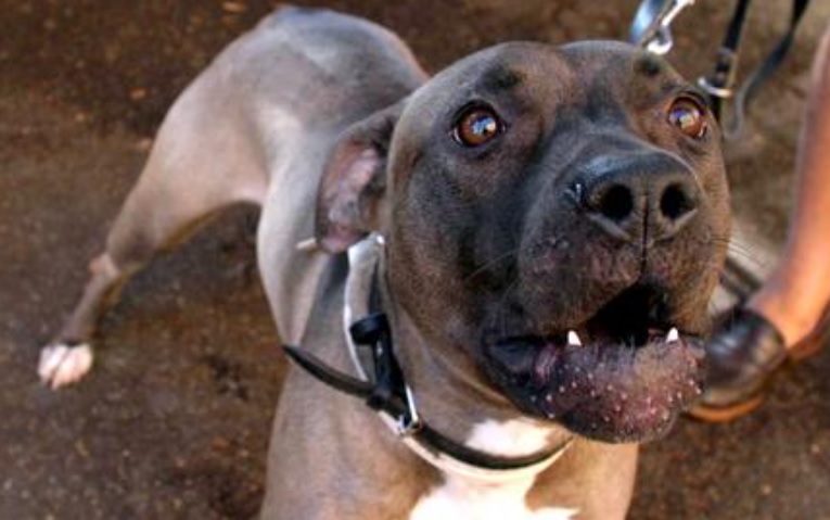 Piemonte – A 64 anni muore sbranata dal suo cane, in passato aveva già assalito il fratello