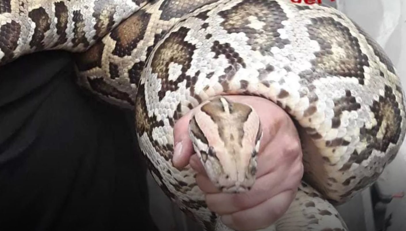 Terrore in Piemonte – Trova un pitone di 3 metri sul balcone, è caccia al  proprietario