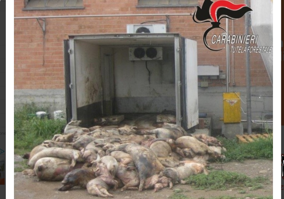 Piemonte – Maiali che mangiavano carcasse di altri animali morti – Denunciata titolare di allevamento