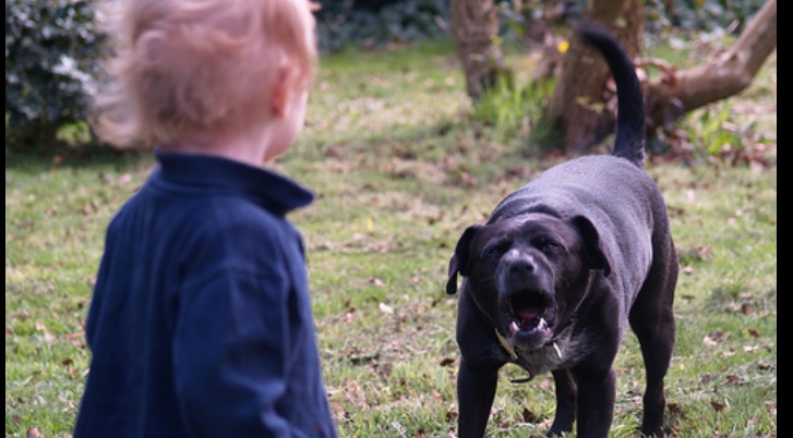 Torino – Bimbo di 4 anni azzannato al volto da un cane davanti all’asilo: trasportato d’urgenza all’ospedale
