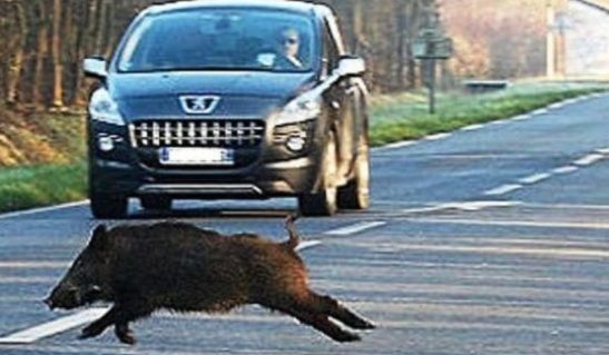 Torino – Auto si scontra con cinghiale: l’automobilista dietro non li soccorre ma si porta via l’animale: “Che vergogna”