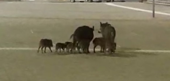 Torino – Ancora cinghiali in città, pericolosamente in strada: girano di notte in cerca di cibo. Nuove segnalazioni