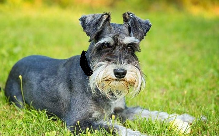 Torino – Dava scosse elettriche al cane per addestrarlo: padrone denunciato per maltrattamenti