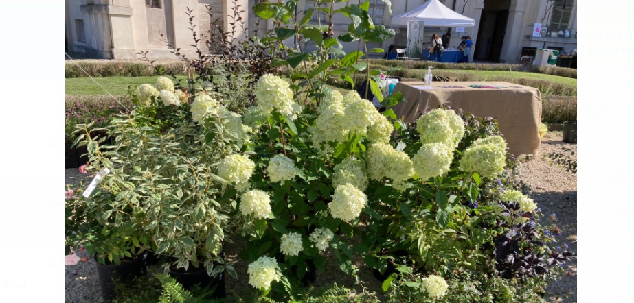 Torino – Al via FLOR, l’evento che ha fatto appassionare migliaia di persone al mondo delle piante
