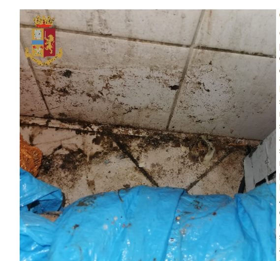 Torino – Market di San Salvario e Millefonti da incubo: sangue e blatte vive e morte, oltre 45mila euro di multa