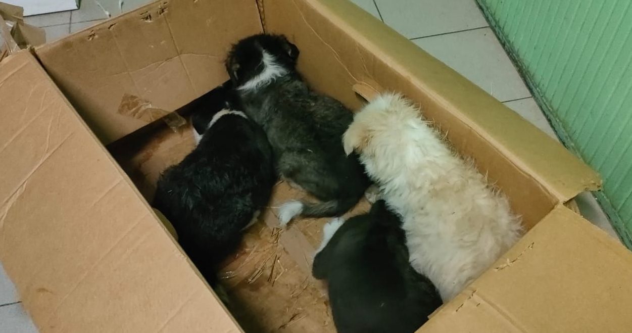 Torino – Abbandonano cuccioli al freddo, chiusi in una scatola davanti al canile: “Gesto da vigliacchi”