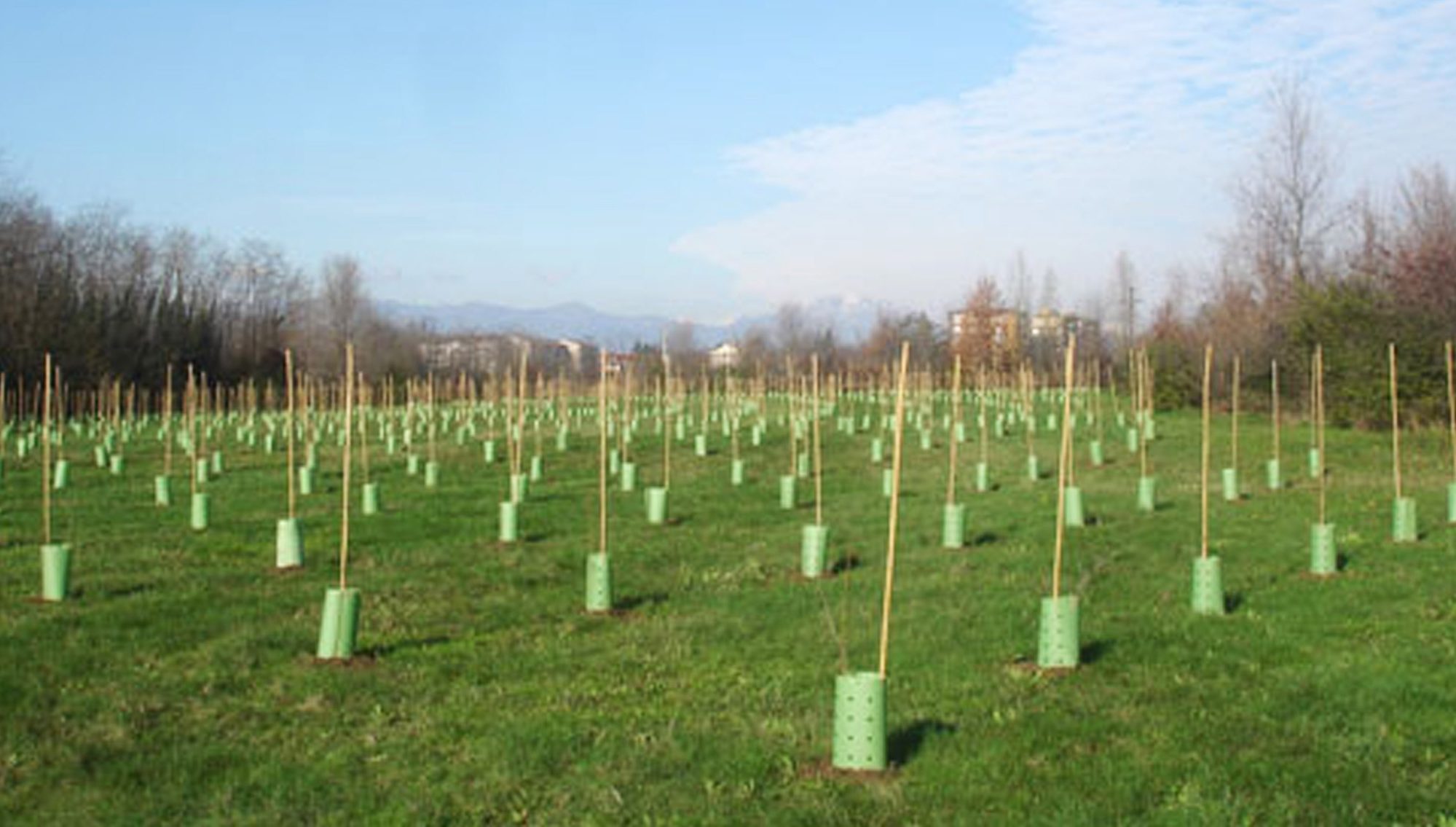 Torino più verde – Piantati centinaia di nuovi alberi, nasce una nuova oasi urbana in città